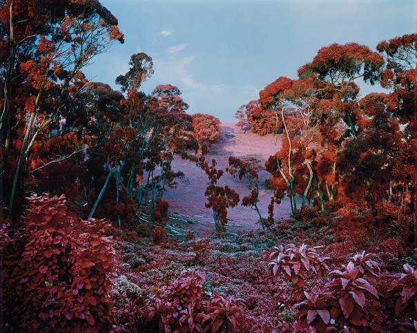 Richard Mosse